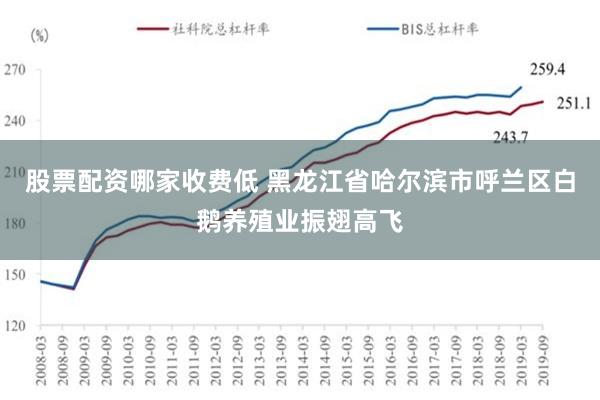 股票配资哪家收费低 黑龙江省哈尔滨市呼兰区白鹅养殖业振翅高飞